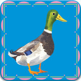 Birds Little Memory & Matching Game