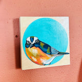 Dear Darlington Original Illustration: White-Browed Scrub Jay
