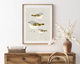 American Redstart Trio - Bird Illustration Print