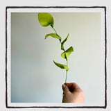 Felt Greenery