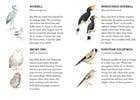 Match a Baby Bird Game