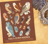 Owls of North America Print