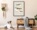 American Redstart Trio - Bird Illustration Print