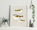 American Redstart Trio - Bird Illustration Print