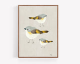 American Redstart Trio - Bird Illustration Print