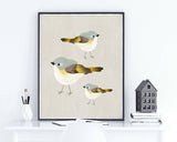 American Redstart Trio - Bird Illustration Print
