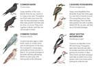 Match a Baby Bird Game