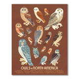 Owls of North America Print