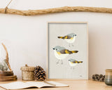 American Redstart Trio - Bird Illustration Print