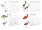 Match a Baby Bird Game