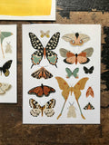 Butterfly Collector Prints