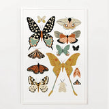 Butterfly Collector Prints